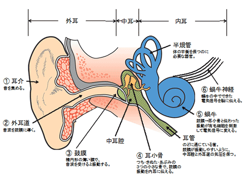 2 耳の健康 第12回 児童生徒の耳 鼻 のどの健康 養護教諭のお仕事 特集 学校保健ポータルサイト