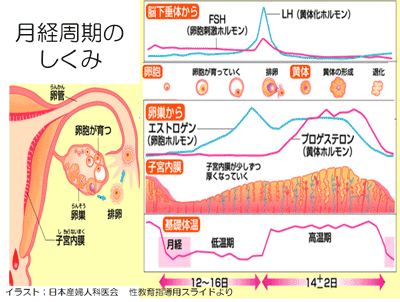 形成 ホルモン 黄体 女性の生殖器の機能